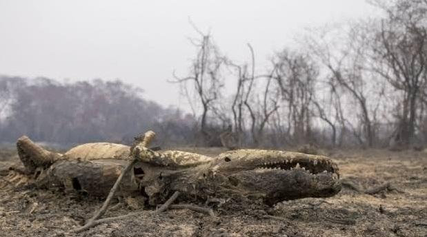 MP abre processo contra fazenda acusada por incêndios no Pantanal e cobra indenização de R$ 8,9 milhões