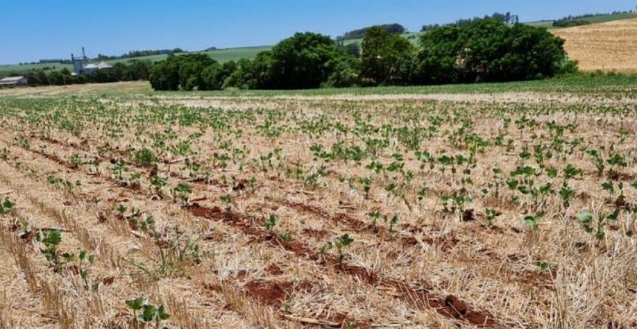 Agro tem perdas de R$ 45 bi com seca e onda de calor no Sul e Centro-Oeste