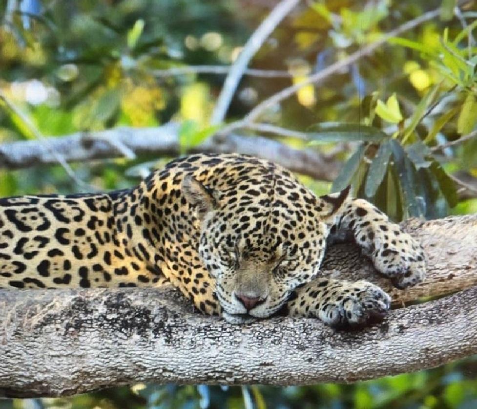 Área de reserva em MT possui maior concentração de onças-pintadas da América Latina, diz pesquisa