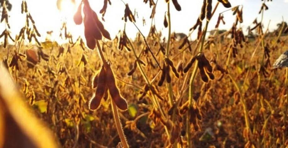 Seca eleva saca de soja a R$200 na região Sul e consumidor sofrerá impacto no bolso
