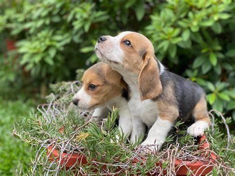 Deputada propõe canis para animais resgatados em penitenciárias de MT