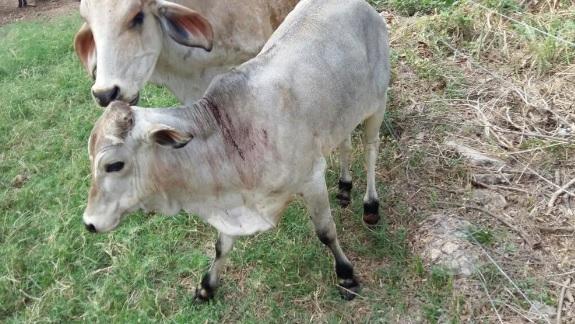 Indea identifica dois casos de raiva bovina em Tangará da Serra