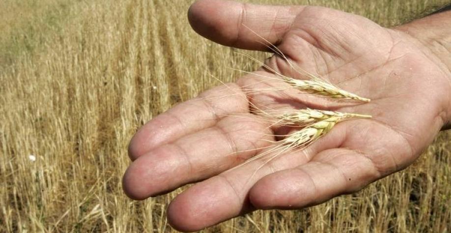 Invasão faz preço de grãos disparar e terá consequências sobre a inflação