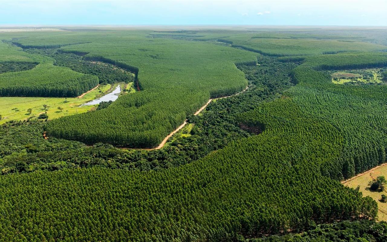 MT faz parceria com a ONU por produzir e manter florestas intactas
