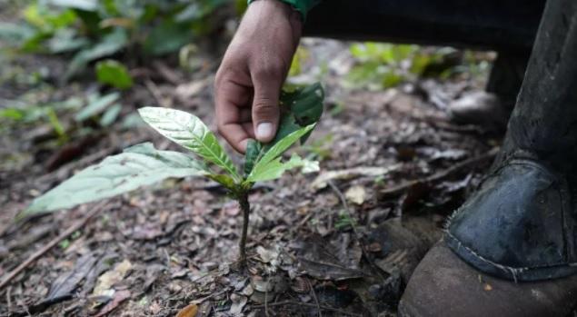MT faz parte de estudo de regeneração natural assistida para acelerar a restauração de florestas