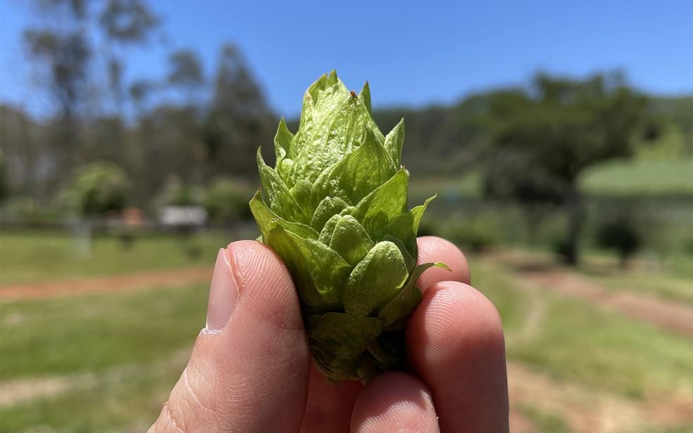 Universidade de MT faz pesquisa inédita de ingrediente usado para produção de cerveja