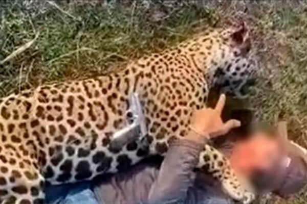 Justiça determina fiança de R$ 500 mil e manda soltar fazendeiro que aparece em vídeo abraçado com onça morta a tiros em MT