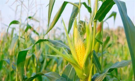 MT deve colher mais de 40 milhões de toneladas de milho nesta safra, diz Imea