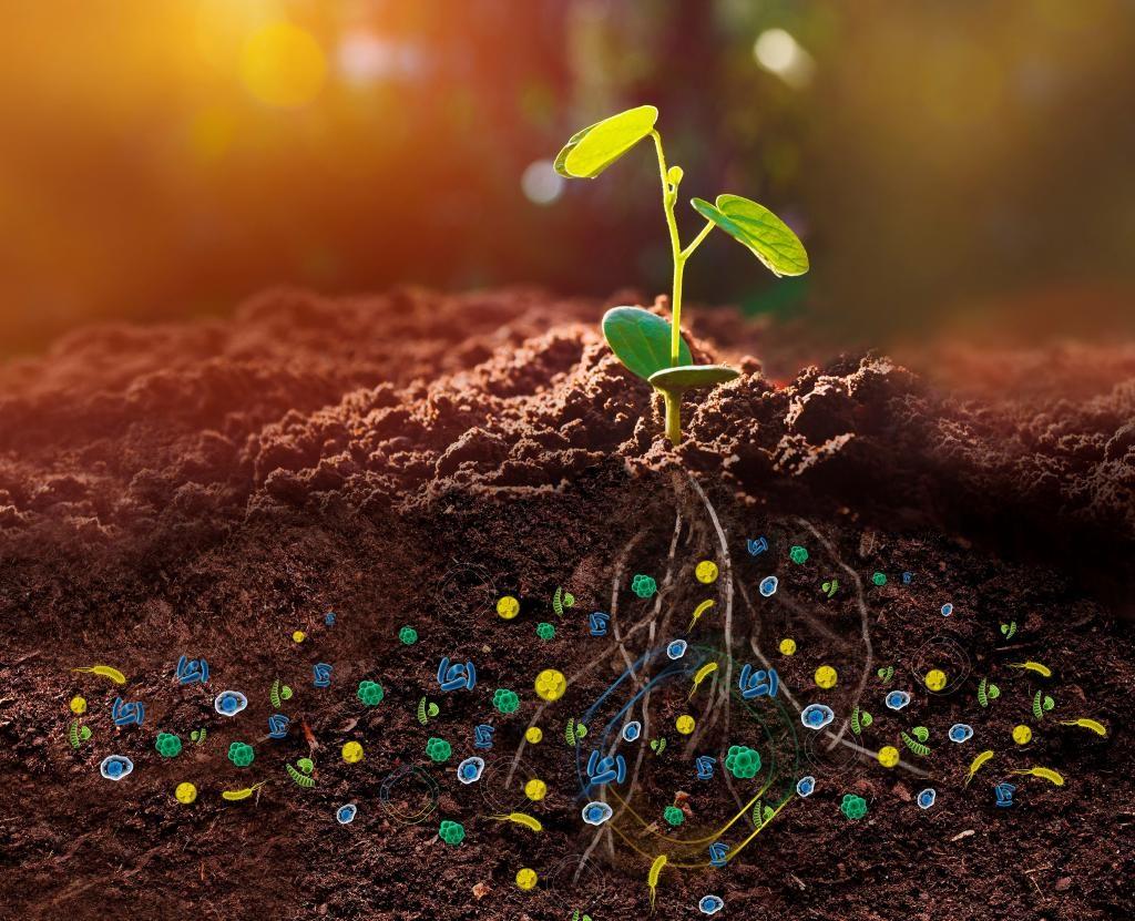 Pesquisas apontam maior qualidade no solo com microrganismos para substituir fertilizantes químicos em MT