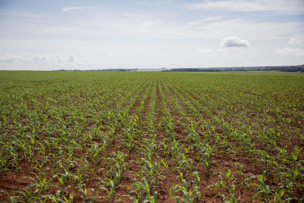 FCO oferta R$ 546,8 milhões em linhas de crédito para empresários e produtores rurais de MT