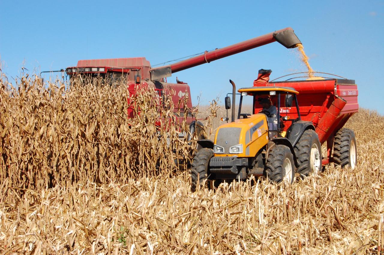Primavera do Leste (MT) já tem perda consolidada de 30% na média de produtividade do milho safrinha