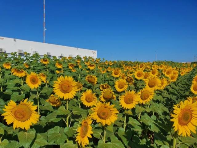 Produtor oferece fotos em lavoura de girassol em troca de alimentos para doar às famílias carentes de munícipio em MT