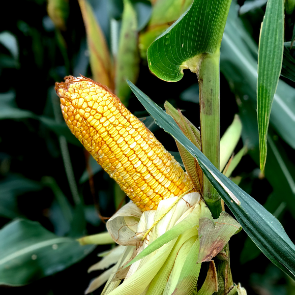 Produtores devem perder 4 milhões de toneladas de milho nesta safra em MT devido à estiagem, estima Aprosoja