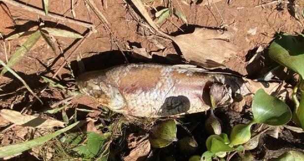Usina é multada em R$ 5 milhões por morte de peixes no Lago do Manso em MT