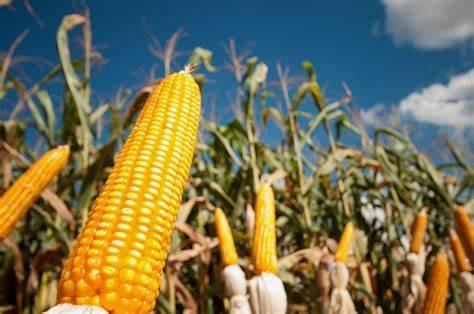 Milho começa a ser colhido, mas falta de chuva preocupa produtores