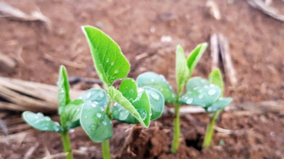 Vazio sanitário da soja para evitar doença causada por fungos começa em MT