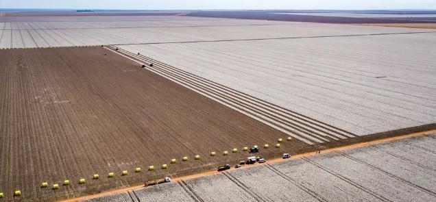 Agropecuária de MT registra aumento de 31% na abertura de novas empresas durante pandemia, diz pesquisa