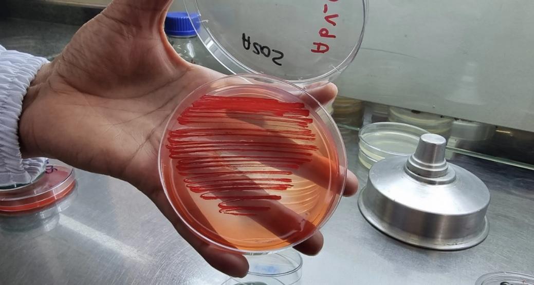 Bactérias aumentam produtividade em lavouras de arroz, feijão e milho