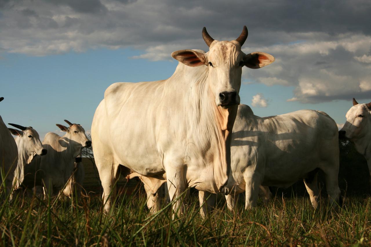 MT lidera exportações de carne bovina no país