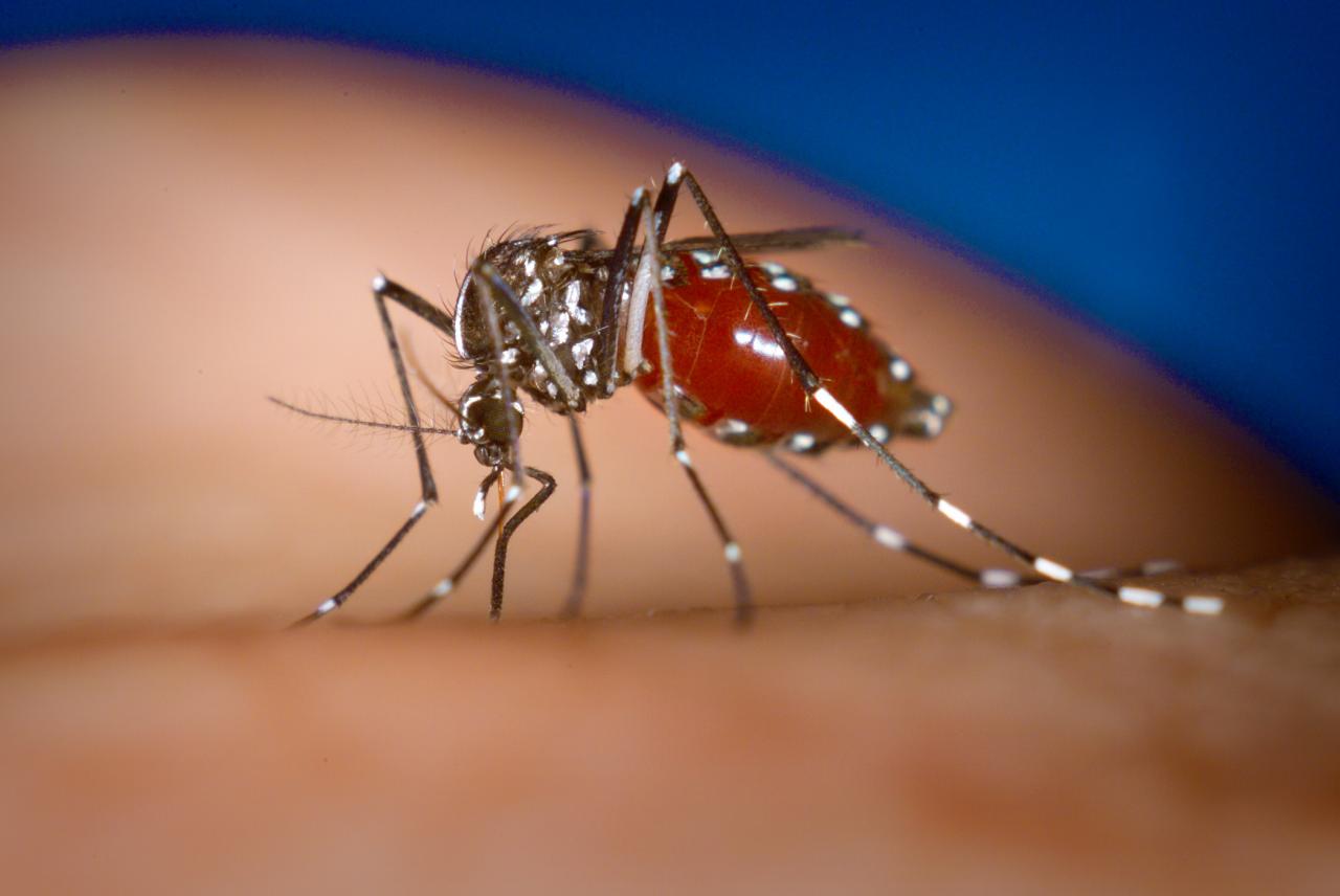 MT tem 90 municípios com risco alto para dengue