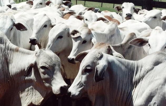 MT é o primeiro estado no ranking de produção agropecuária do país, diz Ministério da Agricultura