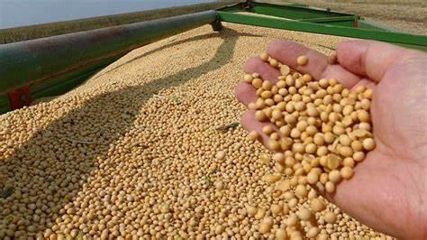 Mato Grosso lidera safra de grãos em 2022, segundo IBGE