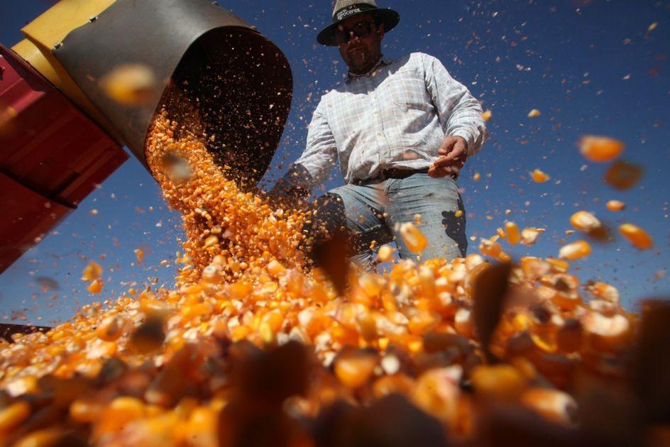 Centro-Oeste: alta dos custos de produção e cigarrinha preocupam 2ª safra de milho