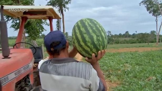 Casal de pecuaristas cultiva melancia e venda da fruta vira fonte de renda da família em MT