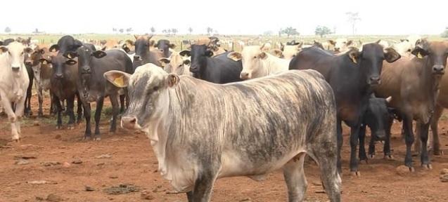 MT: custo elevado e margem apertada leva pecuarista a repensar sistemas de produção