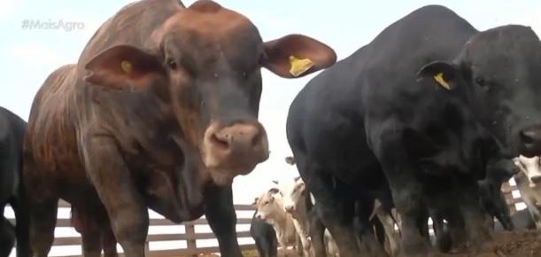 Produtores desenvolvem projeto para intensificar a pecuária de corte em MT