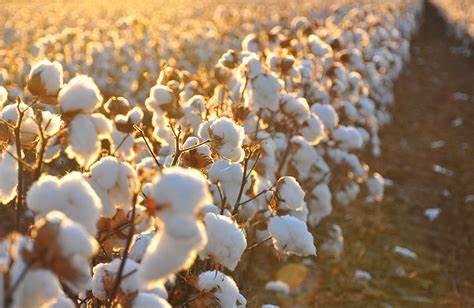 MT chega no fim do vazio sanitário do algodão e plantio de nova safra é autorizado