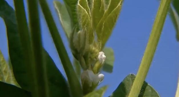 Plantio de soja atinge 99,58% nesta semana em Mato Grosso