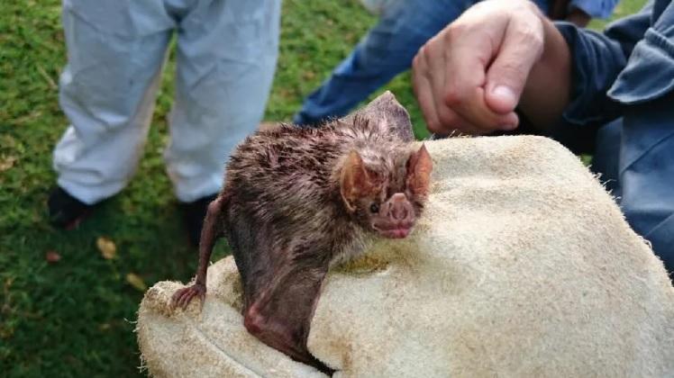 MT registra 3 focos de raiva animal em menos um mês, diz Indea