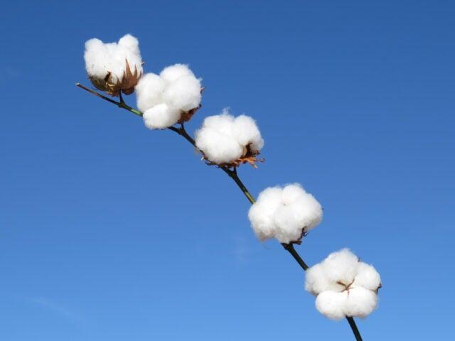 Mato Grosso semeia quase 68% da área de algodão