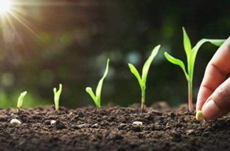 Plantio do milho avança e passa de 72% em Mato Grosso