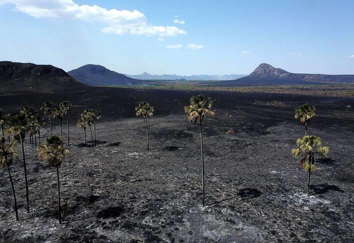 Desmate na Amazônia é o 2º mais alto para o primeiro trimestre; Cerrado tem recorde