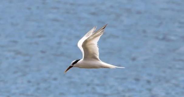 Brasil confirma primeiros casos de gripe aviária em duas aves silvestres no ES