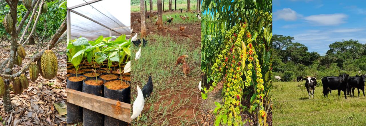Expedição de MT para Rondônia irá oportunizar troca de experiência para produção de cacau, leite e café