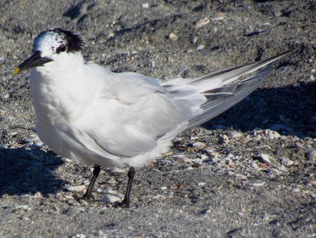 Gripe aviária: Fávaro declara emergência zoossanitária após 8 casos confirmados