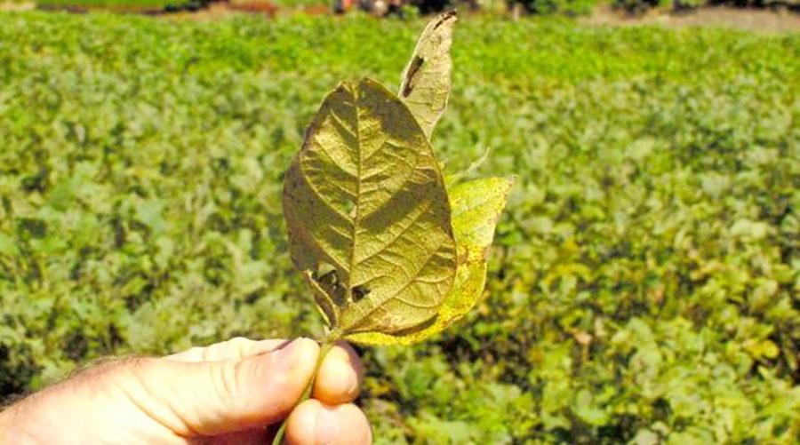Presença de doenças na soja foi maior em 22/23, diz Fundação MT