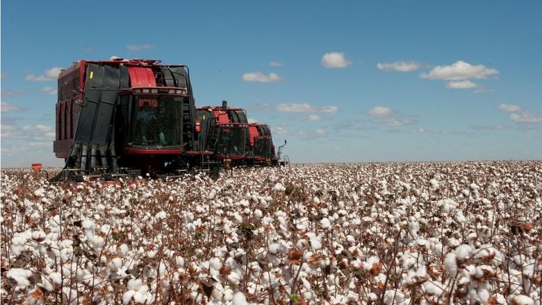 Colheita de algodão segue em ritmo lento em Mato Grosso