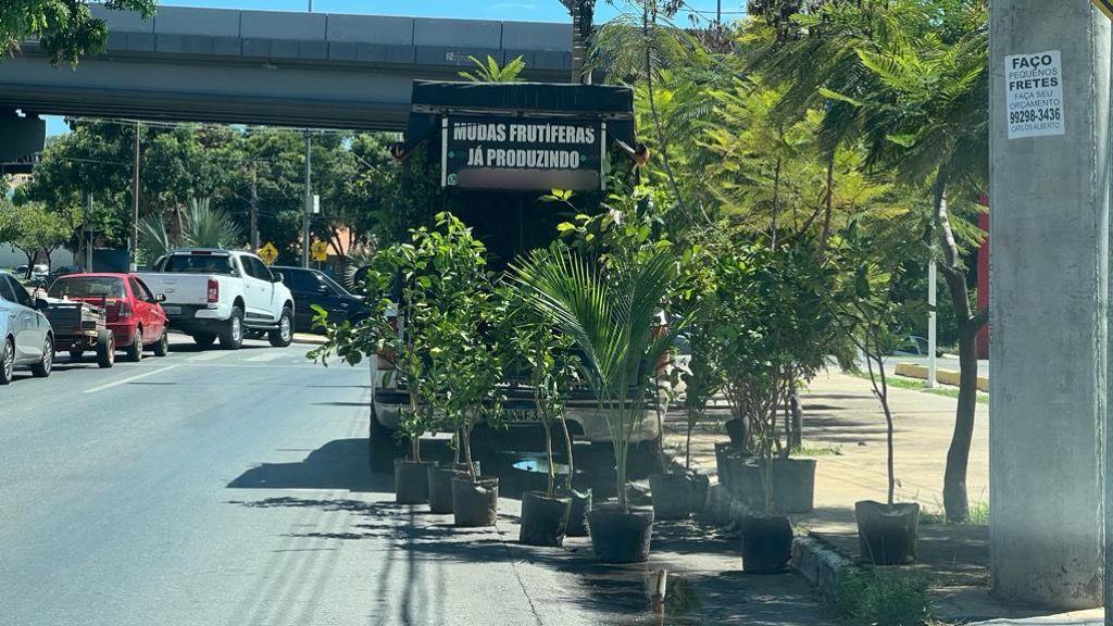 Fiscalização do Indea registrou oito flagrantes de venda ambulante de mudas de plantas neste ano