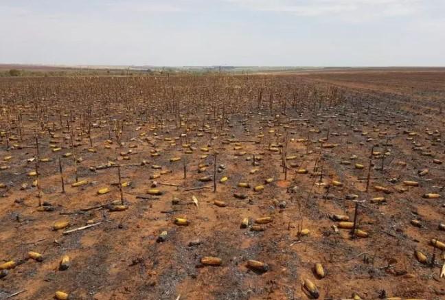 Incêndios em áreas de palhada de milho preocupam agricultores de Mato Grosso