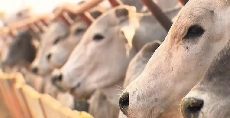 Mato Grosso: machos representaram 53,35% dos abates de bovinos em julho