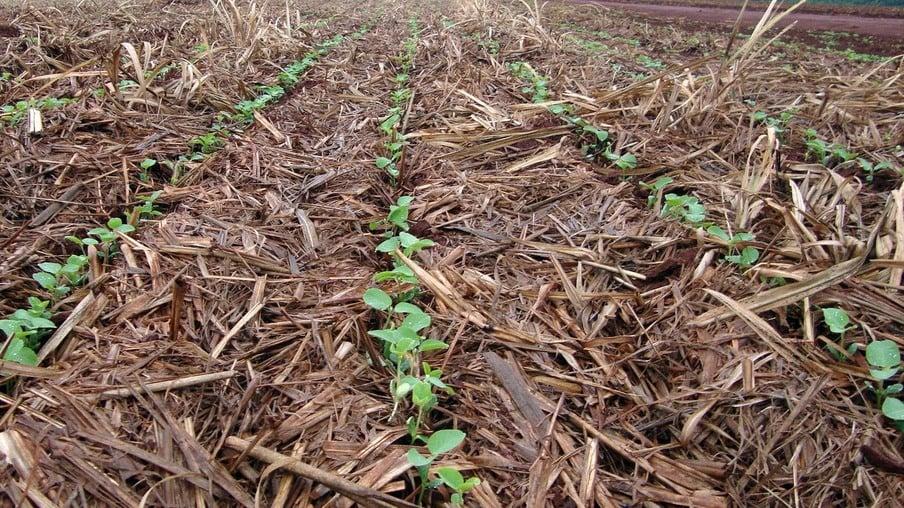 Semeadura da soja chega a 4,19% em Mato Grosso