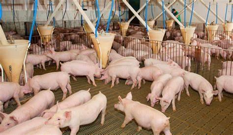 Com auxílio do Fesa no controle sanitário, o rebanho em MT cresce com sucesso