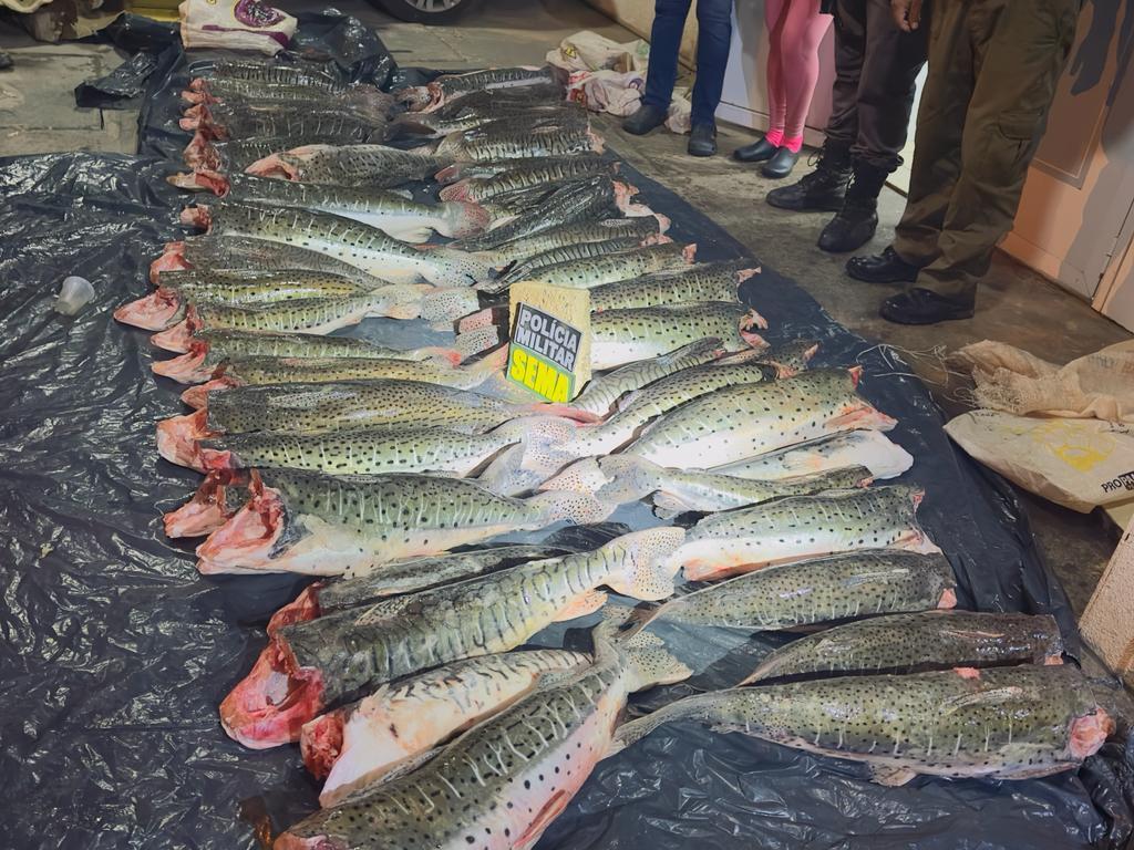 Sema-MT apreende 431 kg de pescado ilegal durante operação em Santo Antônio de Leverger