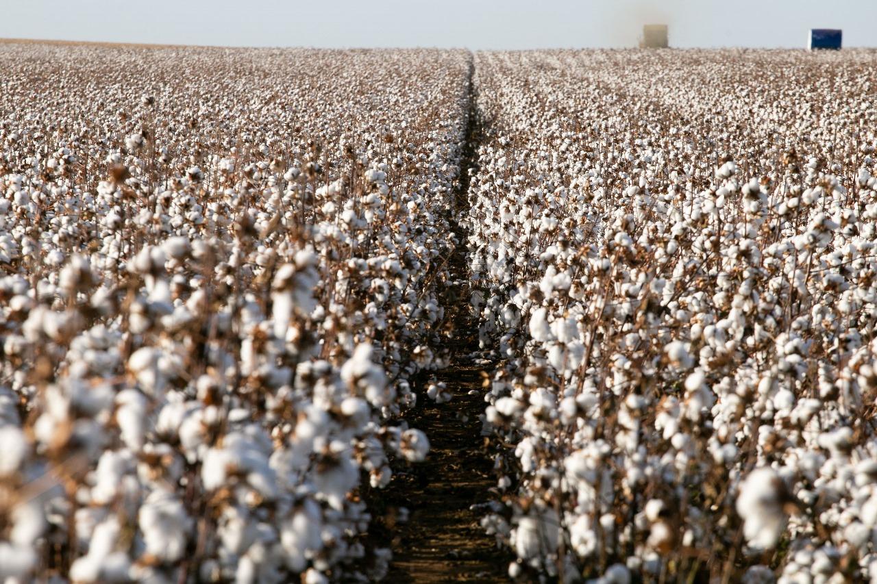 Campo Verde é líder na produção de algodão na região Sul de Mato Grosso