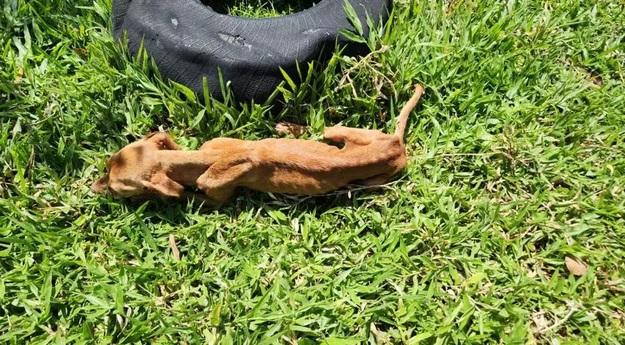 Filho é preso suspeito de maus-tratos contra mãe de 81 anos e cachorro de estimação em MT