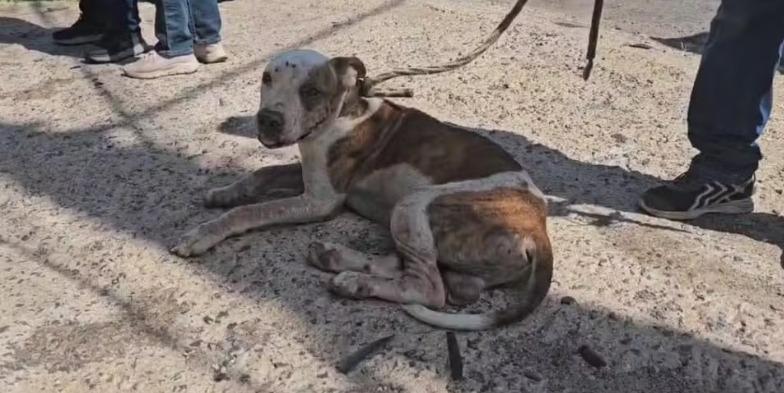 Homem é preso suspeito de deixar cachorro amarrado no sol, sem água e comida em MT